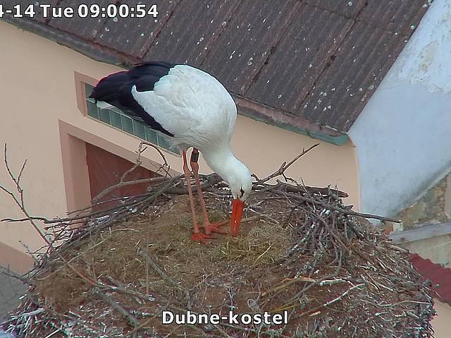 Capi_Dubne_20150414_090051.jpg (1438 x 1078)