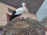 Capi_Dubne_20150416_183046.jpg