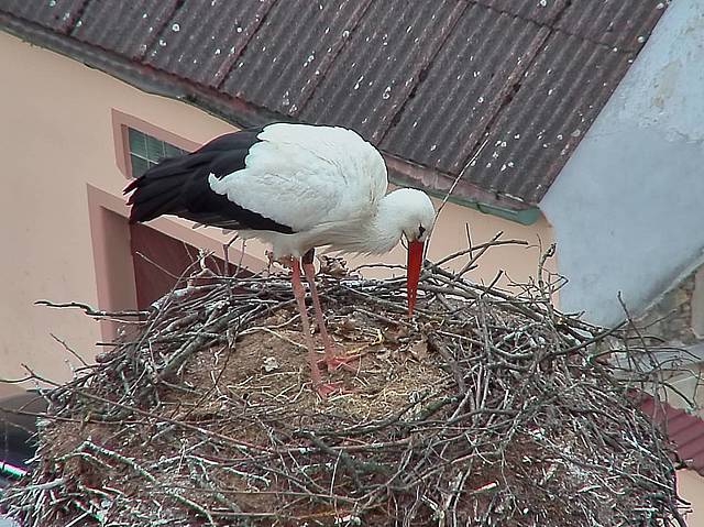 Capi_Dubne_20150416_190046.jpg (1438 x 1078)