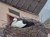 Capi_Dubne_20150417_114045.jpg