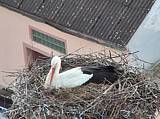 Capi_Dubne_20150421_201046.jpg