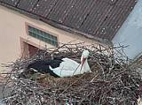 Capi_Dubne_20150422_105047.jpg (1438 x 1078)