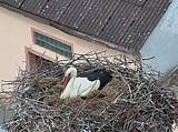 Capi_Dubne_20150422_120046.jpg