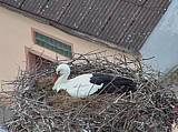 Capi_Dubne_20150422_122046.jpg