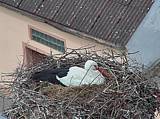 Capi_Dubne_20150422_123046.jpg