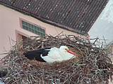 Capi_Dubne_20150424_055046.jpg