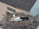 Capi_Dubne_20150425_175046.jpg (1438 x 1078)