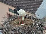 Capi_Dubne_20150425_185046.jpg