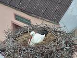 Capi_Dubne_20150425_200046.jpg