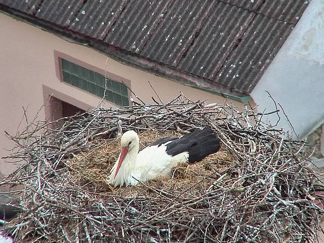 Capi_Dubne_20150426_061046.jpg (1438 x 1078)
