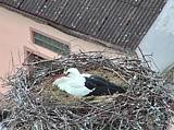 Capi_Dubne_20150501_055022.jpg