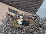 Capi_Dubne_20150501_075022.jpg