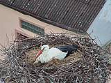 Capi_Dubne_20150501_153022.jpg