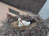 Capi_Dubne_20150501_155022.jpg