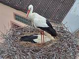 Capi_Dubne_20150501_173022.jpg