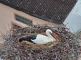 Capi_Dubne_20150501_191022.jpg