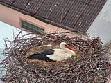 Capi_Dubne_20150503_055022.jpg