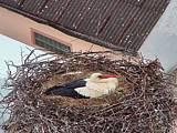 Capi_Dubne_20150503_060022.jpg