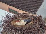 Capi_Dubne_20150503_063023.jpg