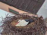 Capi_Dubne_20150503_064022.jpg