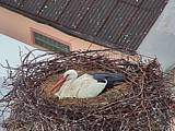 Capi_Dubne_20150503_070022.jpg