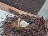 Capi_Dubne_20150503_072022.jpg