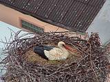 Capi_Dubne_20150503_083022.jpg