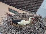 Capi_Dubne_20150503_103022.jpg