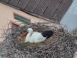 Capi_Dubne_20150503_120022.jpg