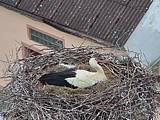 Capi_Dubne_20150503_132022.jpg