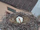 Capi_Dubne_20150503_164023.jpg