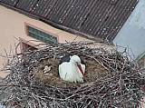 Capi_Dubne_20150503_165022.jpg