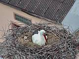 Capi_Dubne_20150503_170022.jpg