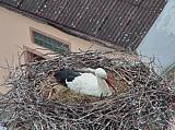 Capi_Dubne_20150503_183022.jpg