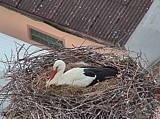 Capi_Dubne_20150503_191022.jpg