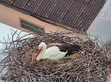 Capi_Dubne_20150503_195022.jpg