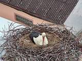 Capi_Dubne_20150503_202022.jpg