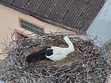 Capi_Dubne_20150504_120022.jpg