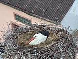 Capi_Dubne_20150505_055022.jpg