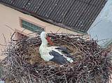 Capi_Dubne_20150506_152022.jpg