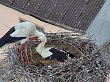 Capi_Dubne_20150507_104023.jpg