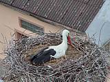 Capi_Dubne_20150507_132022.jpg