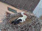 Capi_Dubne_20150507_134022.jpg