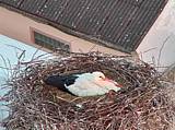 Capi_Dubne_20150508_052022.jpg