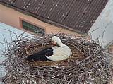 Capi_Dubne_20150508_080023.jpg