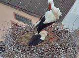 Capi_Dubne_20150509_073022.jpg