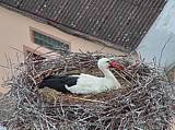 Capi_Dubne_20150509_133022.jpg