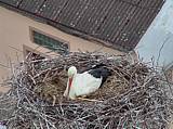 Capi_Dubne_20150509_140023.jpg