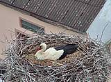 Capi_Dubne_20150509_201022.jpg