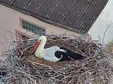 Capi_Dubne_20150510_063022.jpg